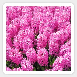 Pink Hyacinth Sticker